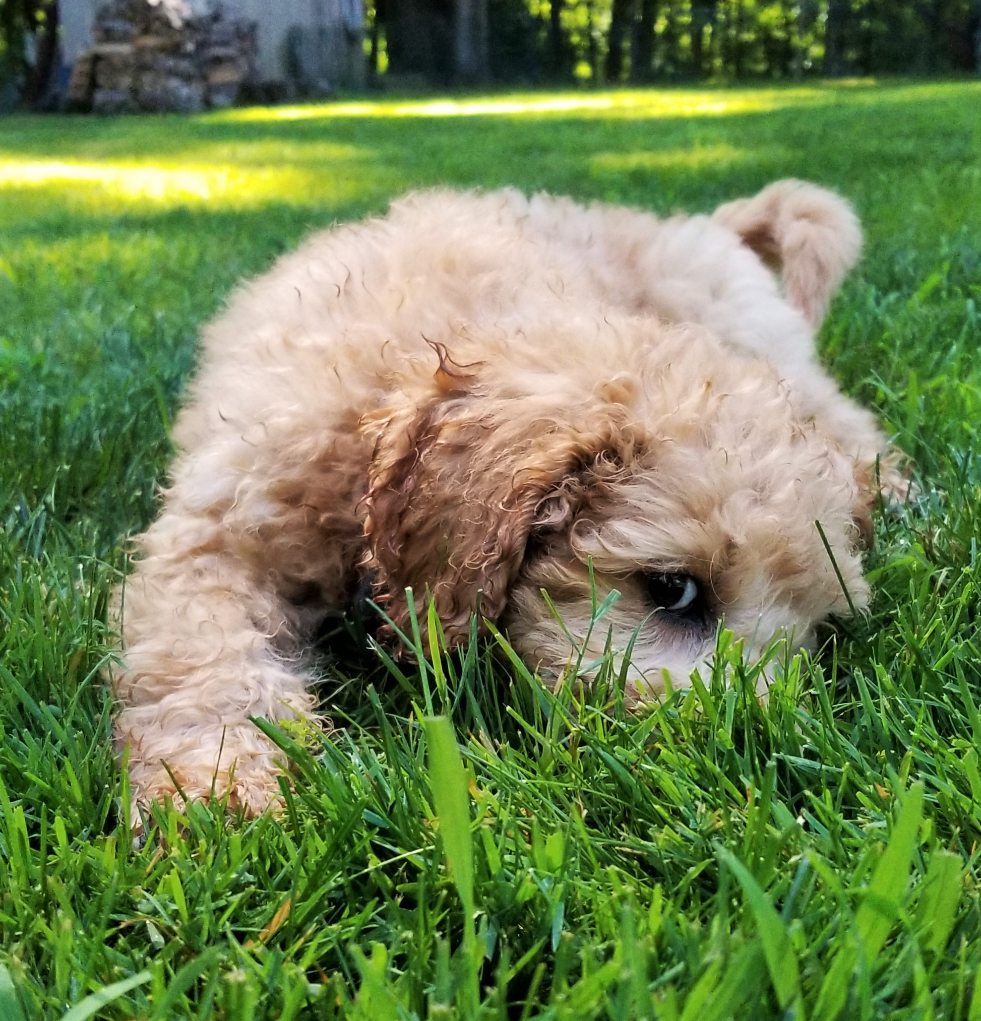 Elite Standard Poodle – Standard Poodles