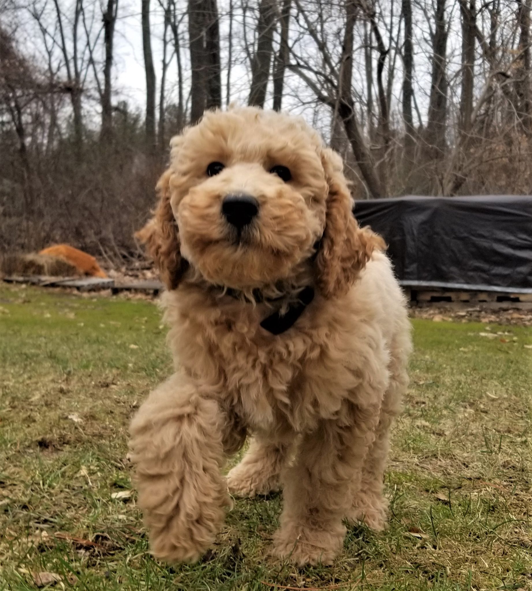 Elite Standard Poodle – Standard Poodles