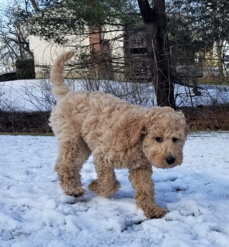 Elite Standard Poodle – Standard Poodles